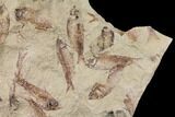 12.2" Fossil Fish (Gosiutichthys) Mortality Plate - Lake Gosiute - #130048-3